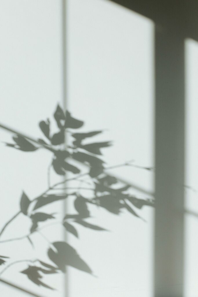 Photo d'ombre de feuille, ambiance apaisante et douce.