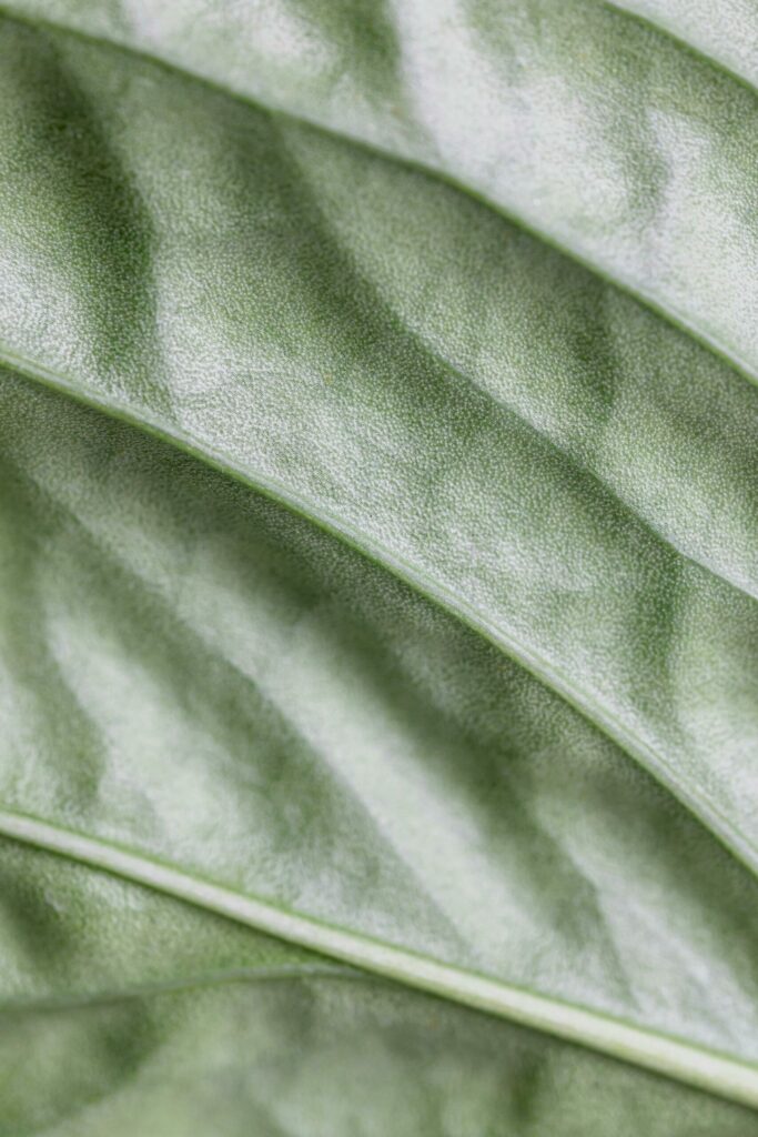 Photo zoomé d'une feuille représentant la nature, l'harmonie, la vitalité.